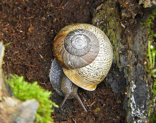 Snail, Steigerwald Wildlife Refuge