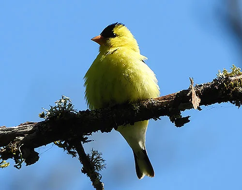 American Goldfinch, Kiwa Trail