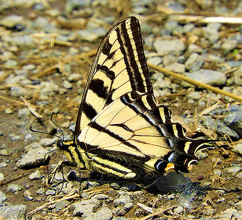 Swallowtail Butterfly, Steigerwald Wildlife Refuge
