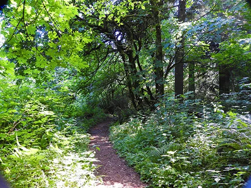 Path, Wildlife Botanical Woods