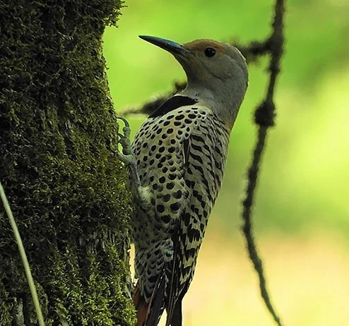 Flicker Woodpecker, Steigerwald Wildlife Refuge