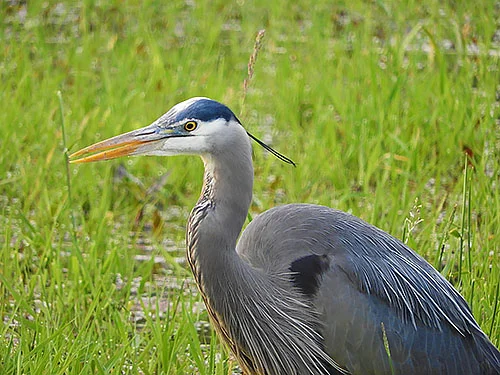 Blue Heron, Kiwa Trail