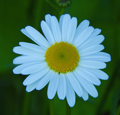 Daisy, Steigerwald Wildlife Refuge