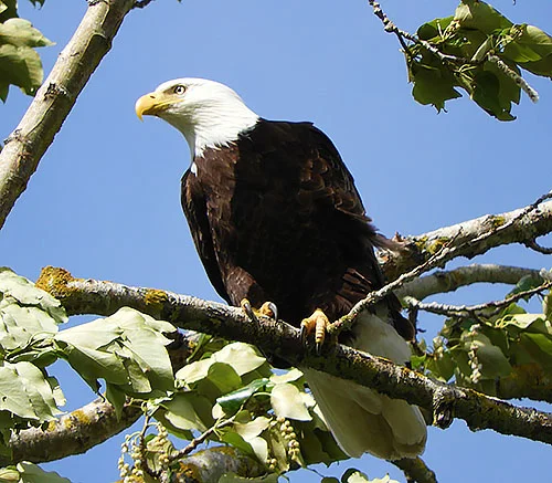 Eagle, Steigerwald Wildlife Refuge