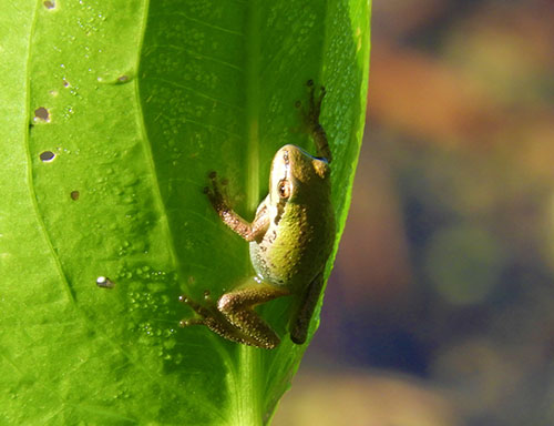 Tree Frog, Kiwa Trail