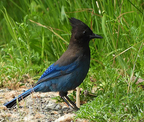 Steller's Jay, Wildlife Botanical Garden