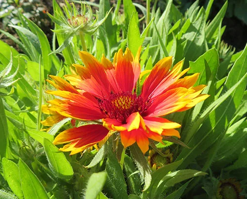 Gaillardia, Wildlife Botanical Garden