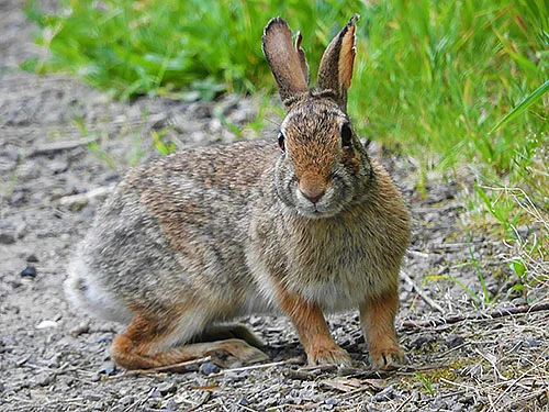 Rabbit, Kiwa Trail