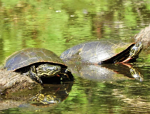 Turtles, Kiwa Trail