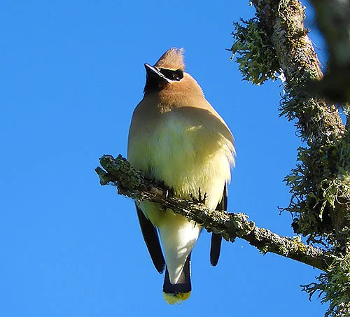 Cedar Waxwing, Lewisville Park