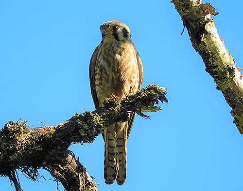 Kestrel, Steigerwald Wildlife Refuge
