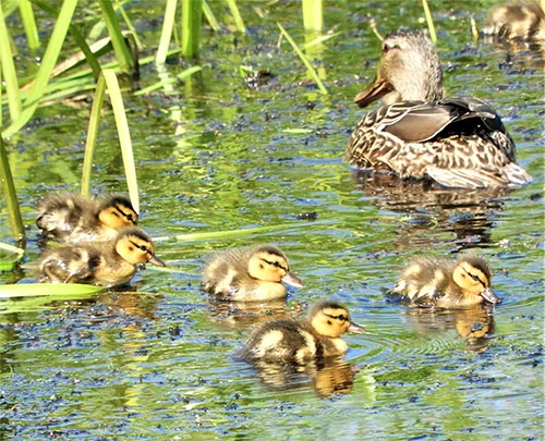 Mother and Babies, Steigerwald Wildlife Refuge