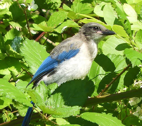 Young Scrub Jay, Kiwa Trail