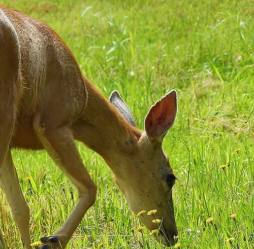Deer, Steigerwald Wildlife Refuge