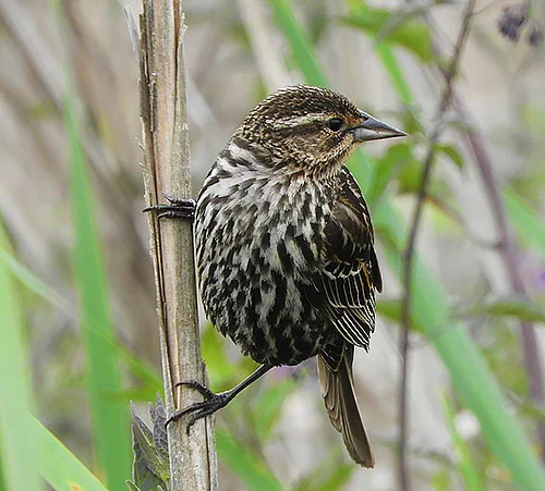 Female Red-Winged Blackbird, Kiwa Trail
