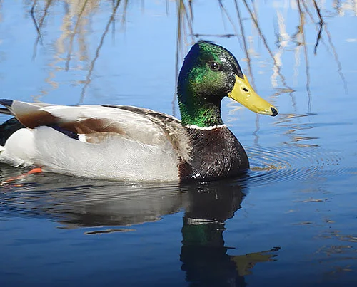Mallard, Steigerwald Wildlife Refuge