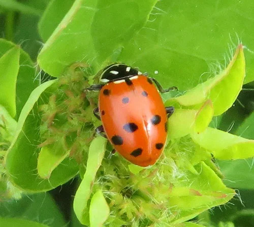 Lady Bug, Kiwa Trail
