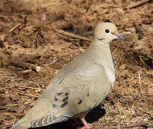 Mourning Dove, Wildlife Botanical Woods