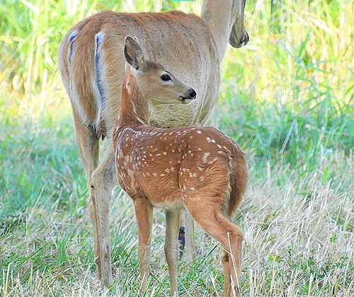 Deer and Fawn, Steigerwald Wildlife Refuge