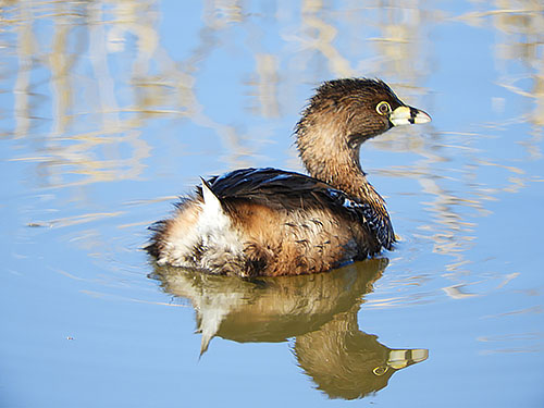 Pied-Billed Grebe, Ridgefield Wildlife Refuge