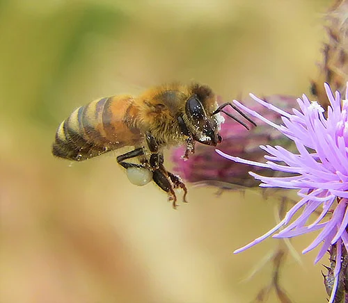 Bee and Thistle, Kiwa Trail