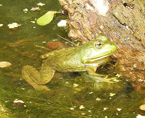 Frog, Wildlife Botanical Garden