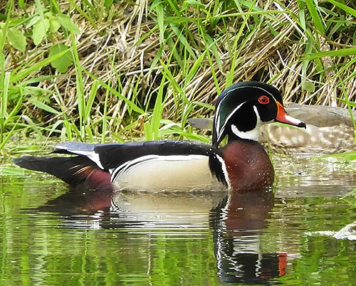 Wood Duck, Ridgefield Wildlife Refuge