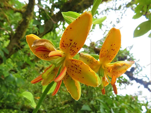 Orange Flower, Elk Rock Garden