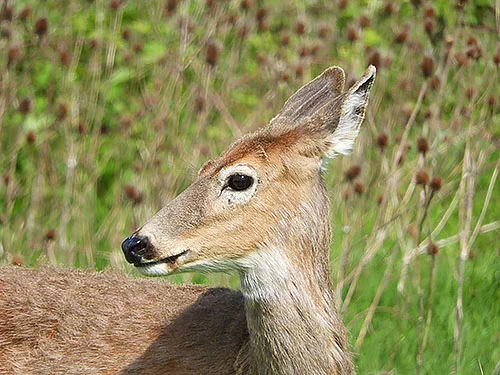 Young Deer, Ridgefield Wildlife Refuge