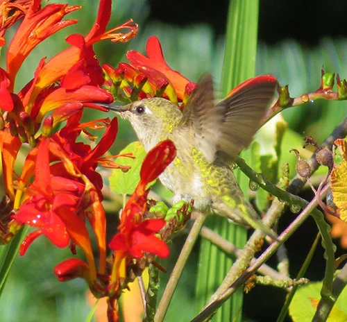 Hummingbird, Wildlife Botanical Garden