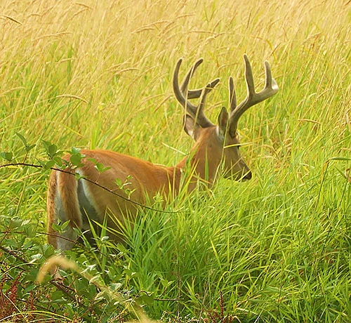 Buck, Steigerwald Wildlife Refuge