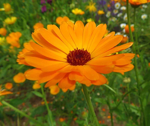 Summer Flower, Wildlife Botanical Garden