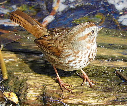 Song Sparrow, Steigerwald Wildlife Refuge
