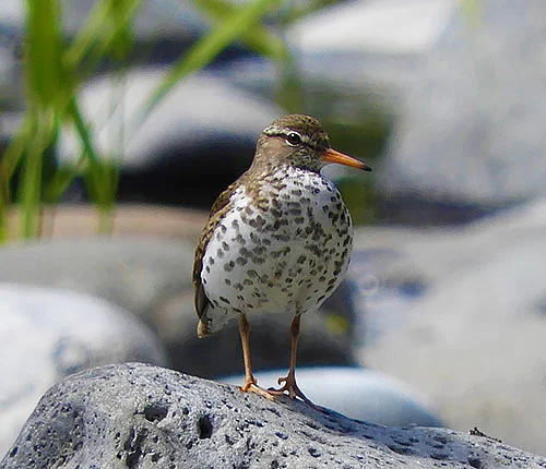 Spotted Sandpiper, Lewis River