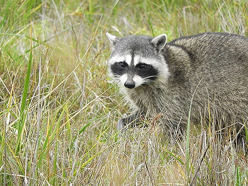 Raccoon, Ridgefield Wildlife Refuge