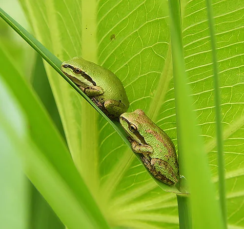 Tree Frogs, Kiwa Trail
