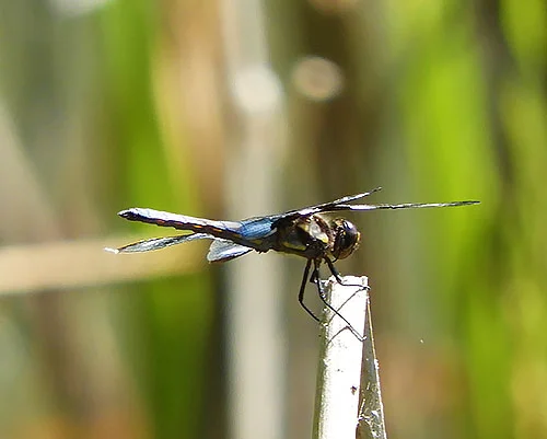 Dragonfly, Wildlife Botanical Garden