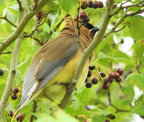 Cedar Waxwing, Steigerwald Wildlife Refuge