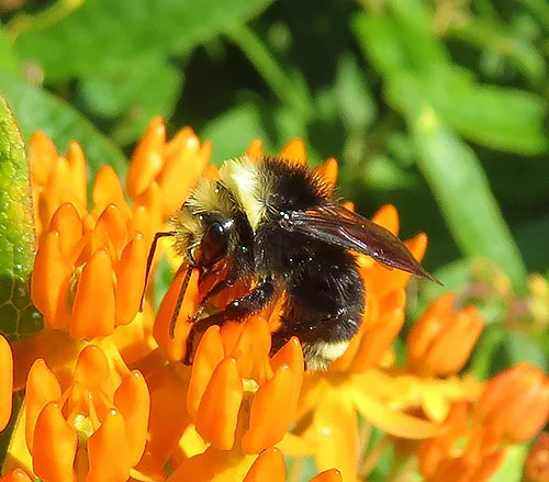 Bumble Bee, Wildlife Botanical Garden