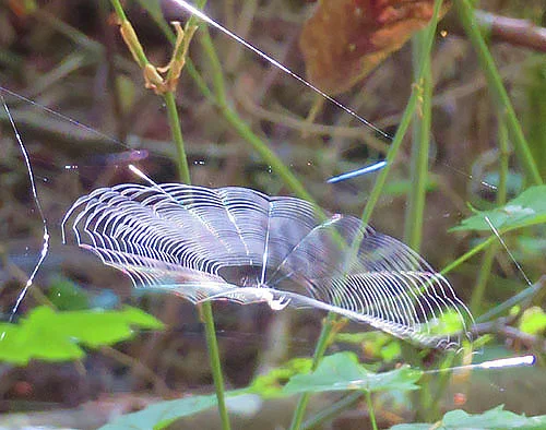 Spiderweb, Wildlife Botanical Woods