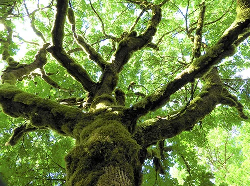 Tree, Lewisville Park