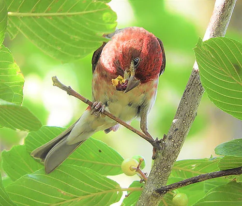 Purple Finch, Kiwa Trail