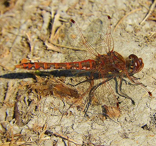 Dragonfly, Wildlife Botanical Garden