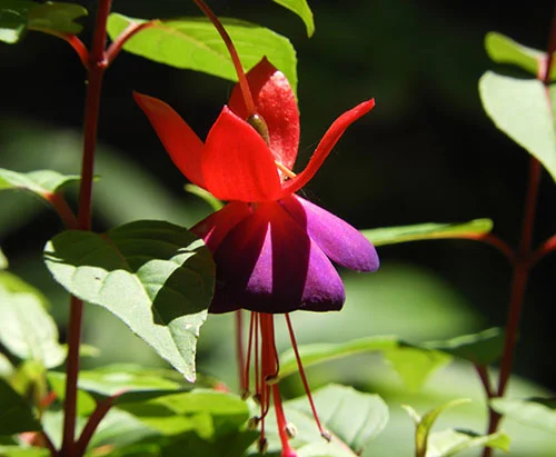 Fuchsia, Elk Rock Garden