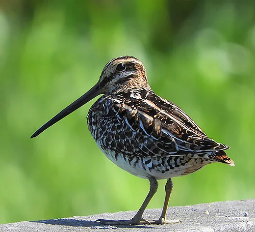 Wilson's Snipe, Kiwa Trail