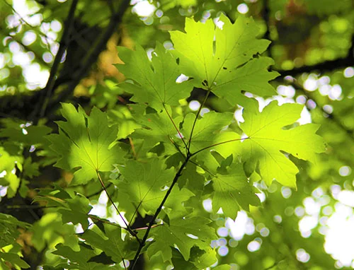 Vine Maple, Lewisville Park