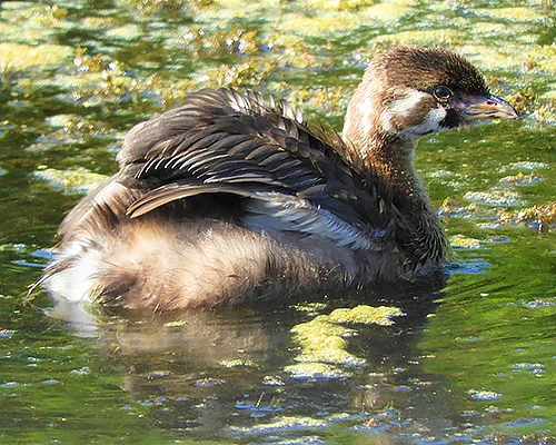 Young Grebe, Ridgefield Wildlife Refuge