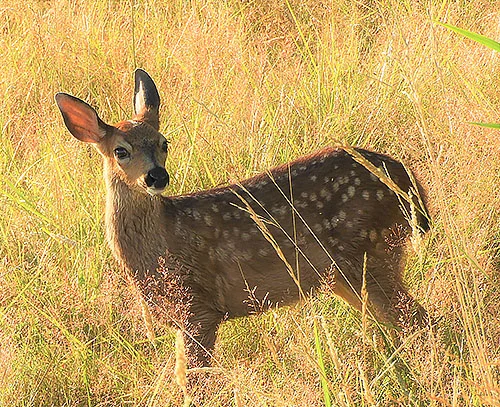 Fawn, Steigerwald Wildlife Refuge