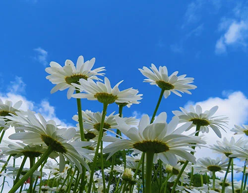 Daisies, Wildlife Botanical Garden