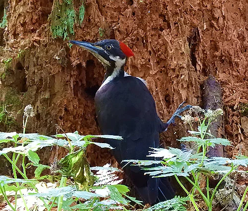 Pileated Woodpecker, Wildlife Botanical Woods
